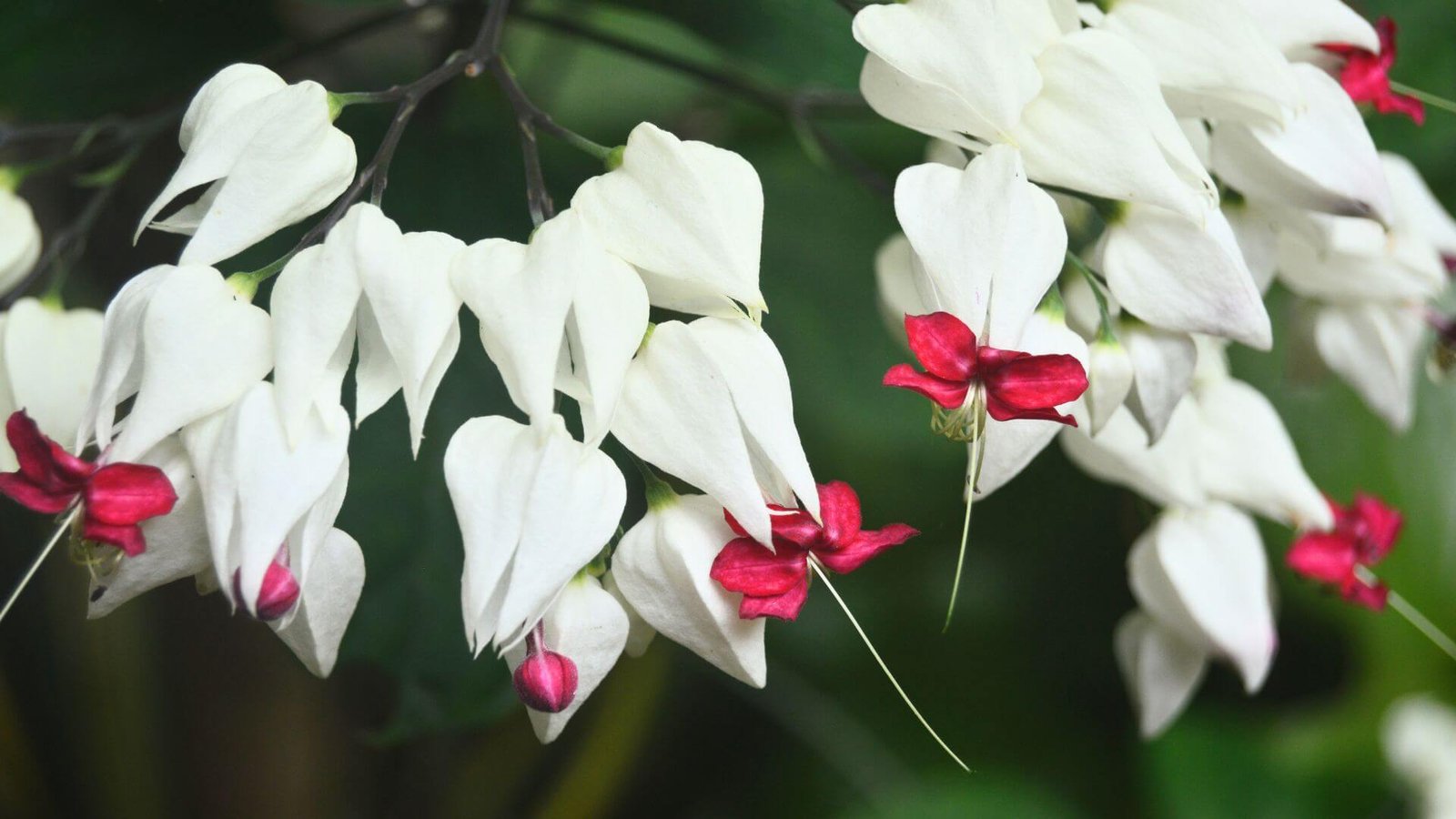 Šventmedis (Clerodendrum thomsoniae)