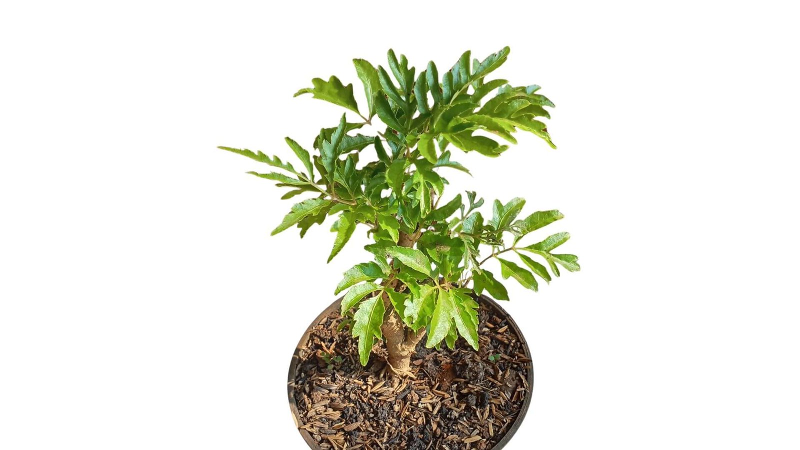 Stimbris (Polyscias) augalas su dekoratyviais lapais