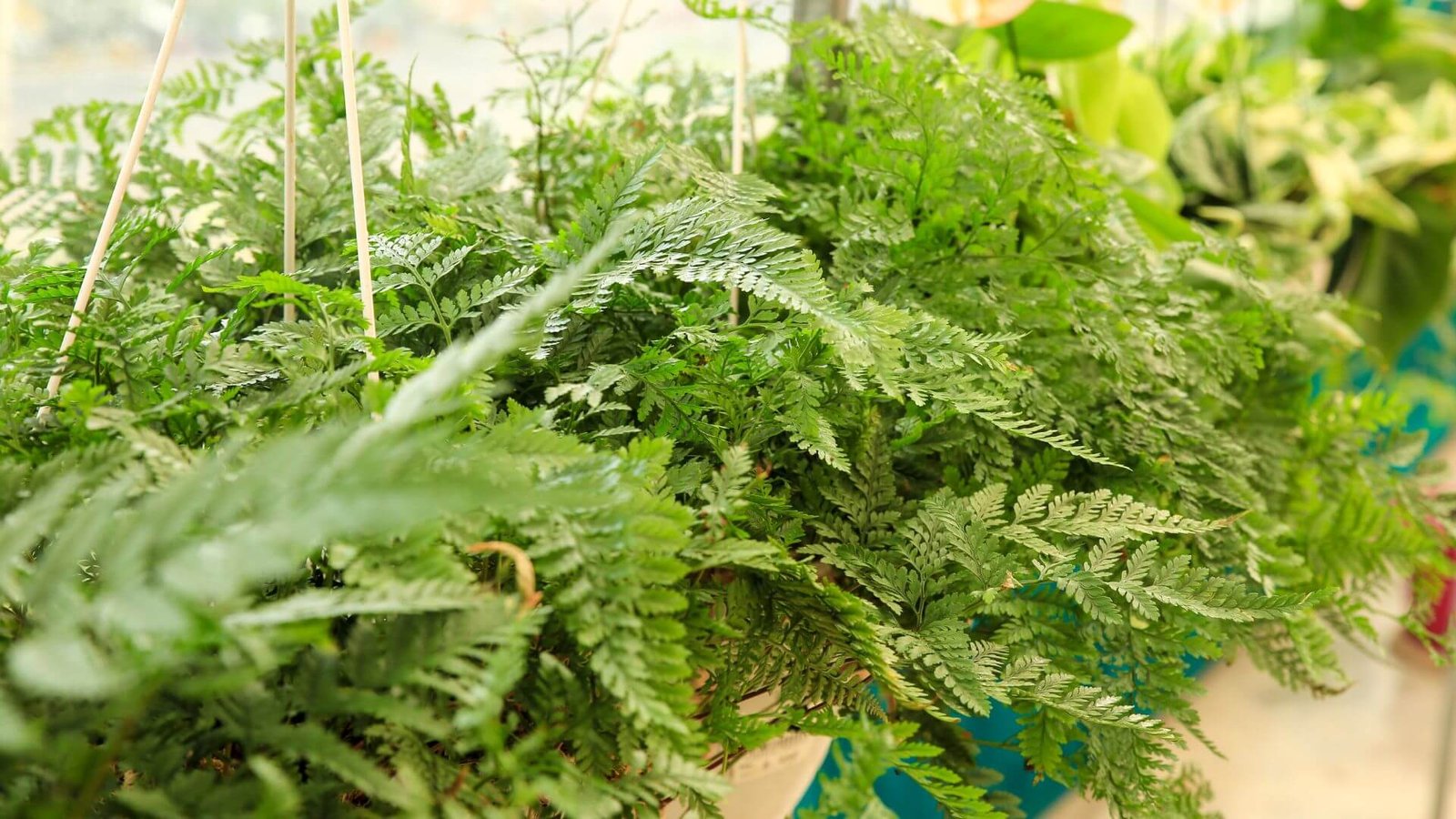 Pūkuoti, sidabriški Davalija šakniastiebiai