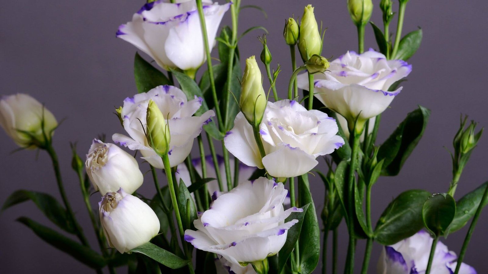 Įvairiaspalviai, į rožes panašūs eustomos žiedai