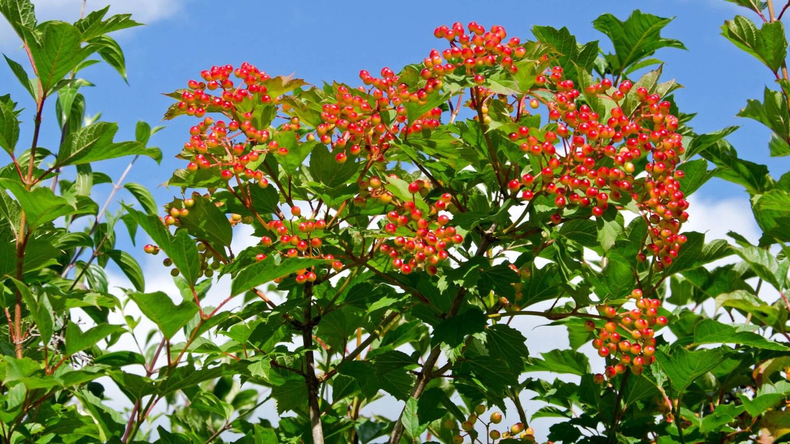 Ryškiai raudonų putino uogų kekė