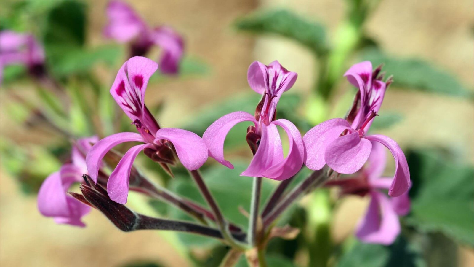 Žali, pūkuoti kvapiosios pelargonijos (jeronimo) lapai