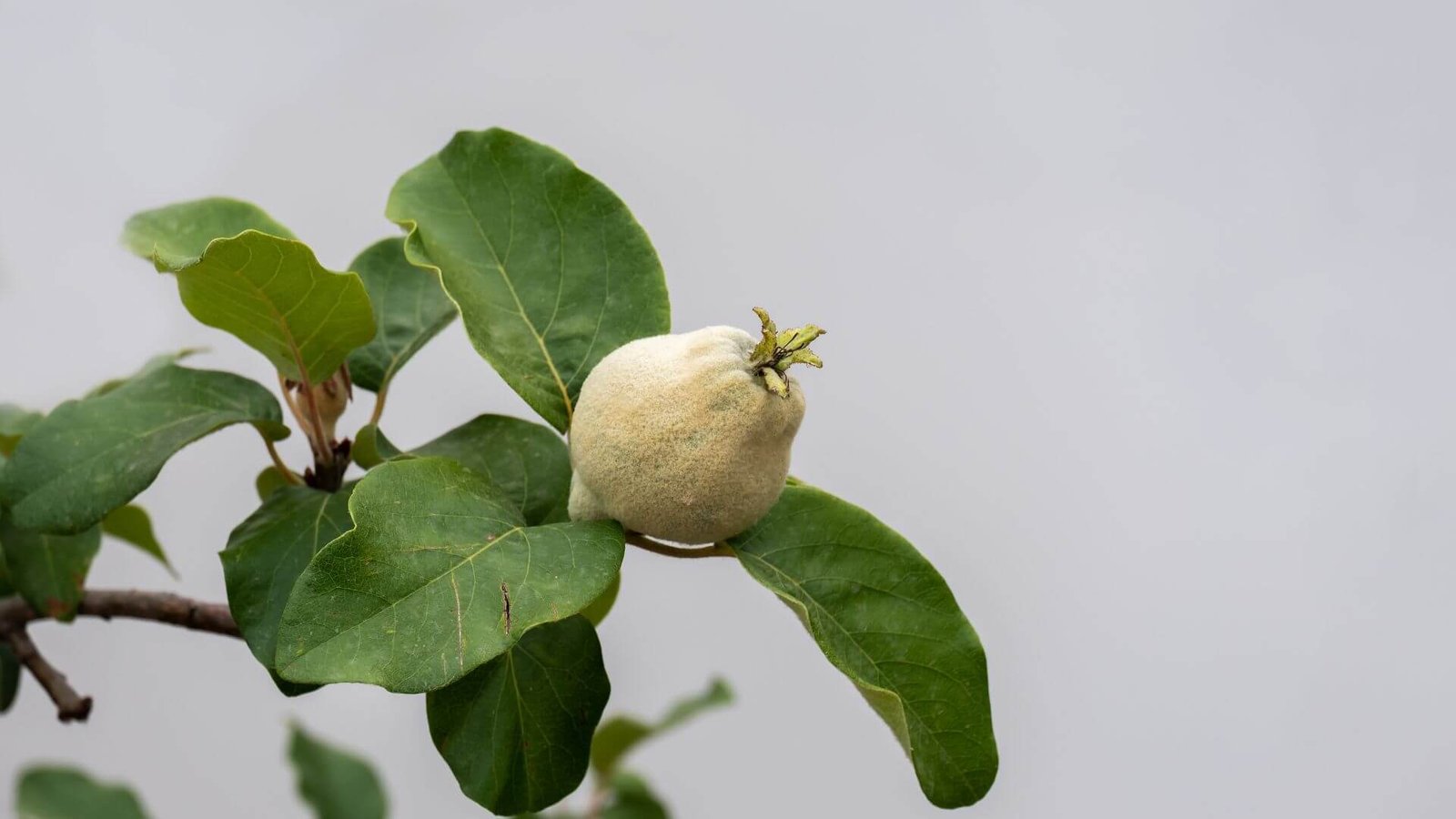 Didelis, geltonas cidonijos vaisius