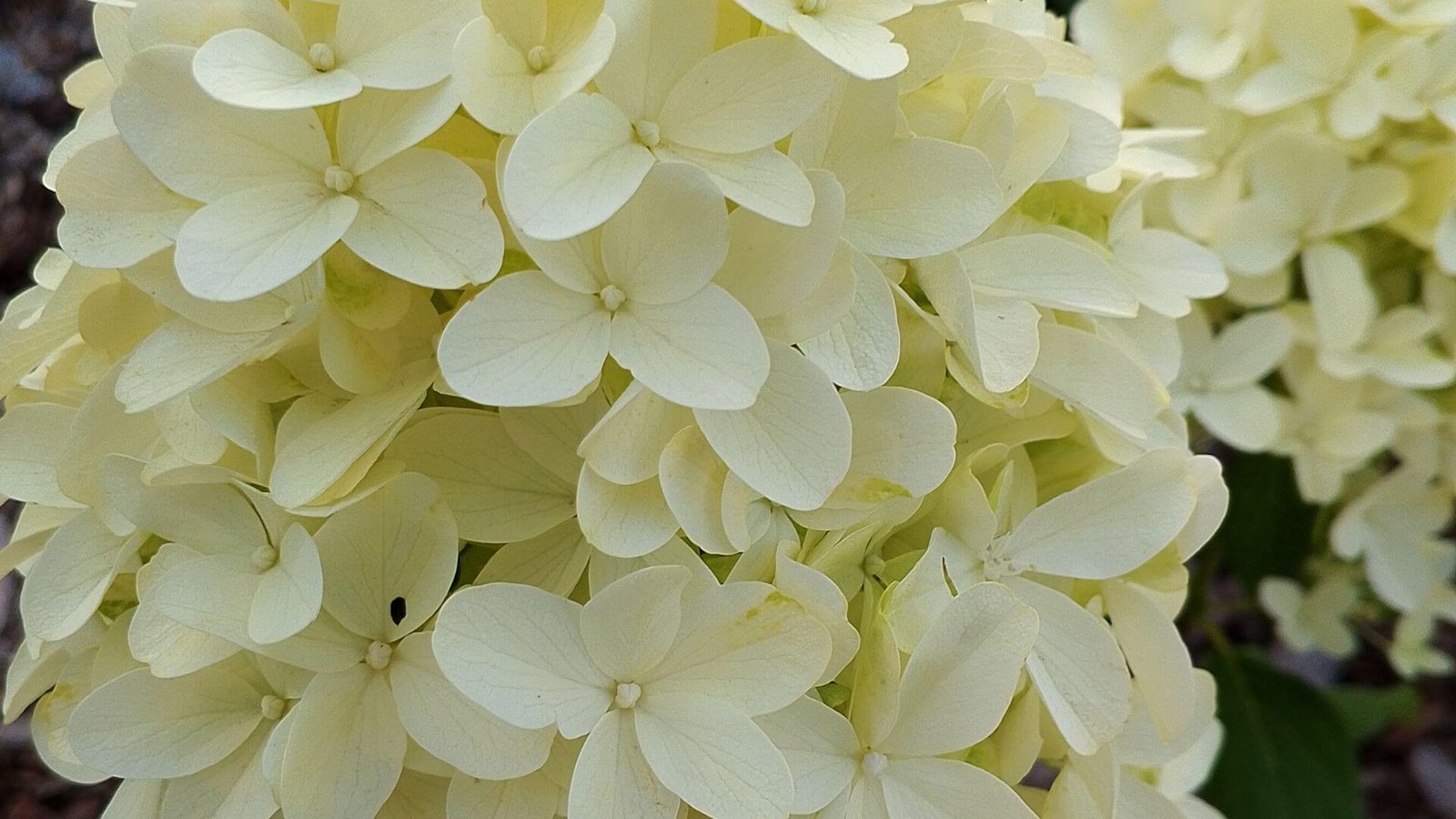 Didelis, kūgio formos šluotelinės hortenzijos žiedynas