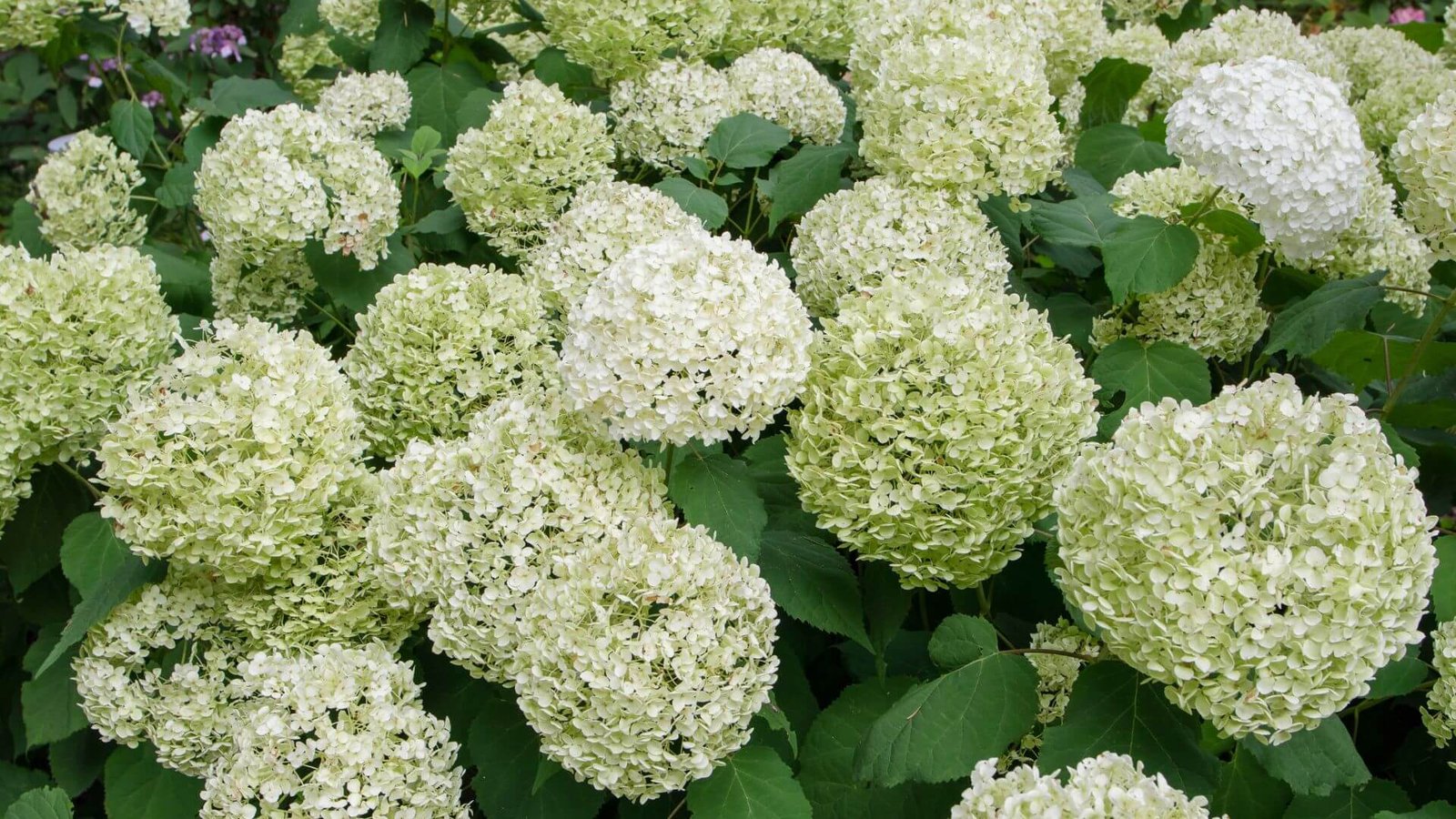 Didelis, baltas, rutulio formos šviesiosios hortenzijos žiedynas