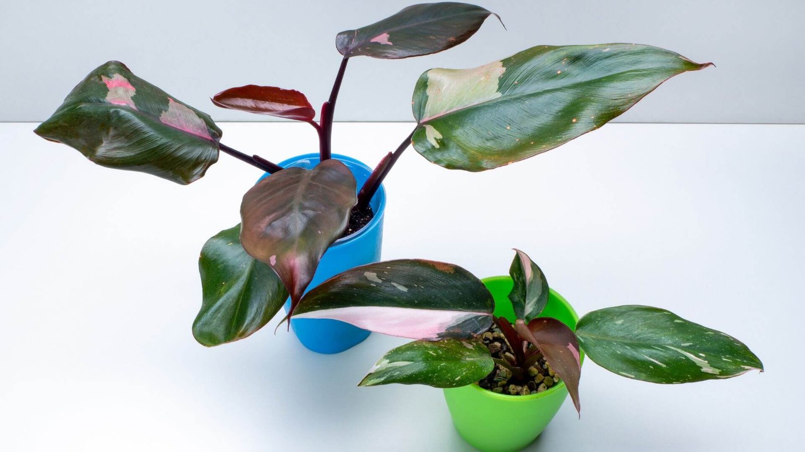 Tamsiai žali filodendro 'Pink Princess' lapai su rožinėmis dėmėmis