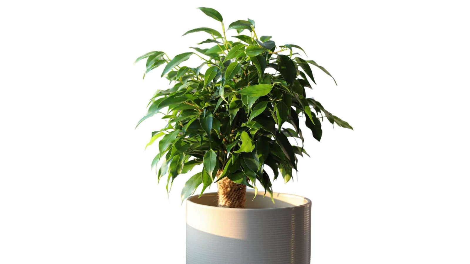 Benjamino fikusas (lot. Ficus benjamina)