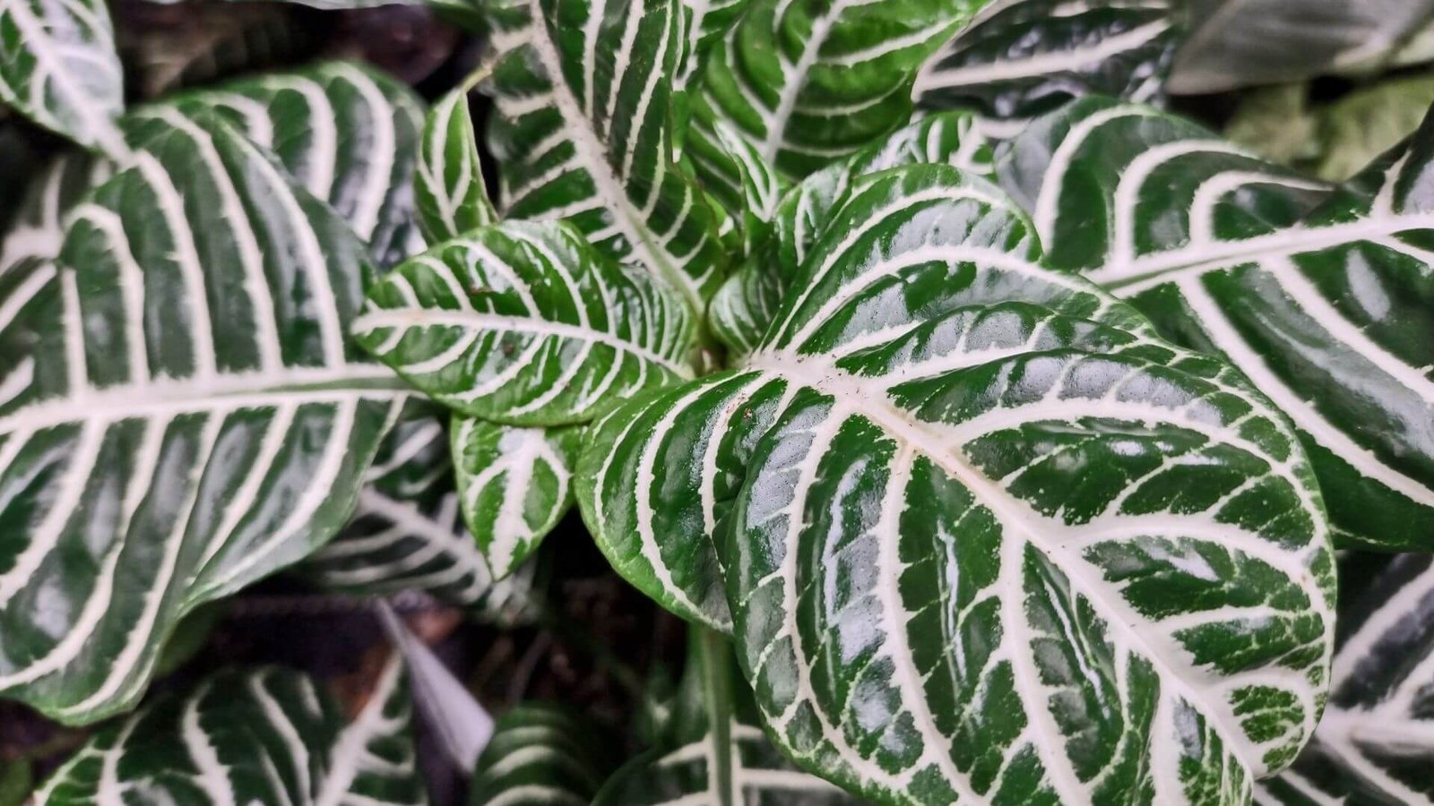 Žvynuotoji afelandra ir dryžuoti lapai