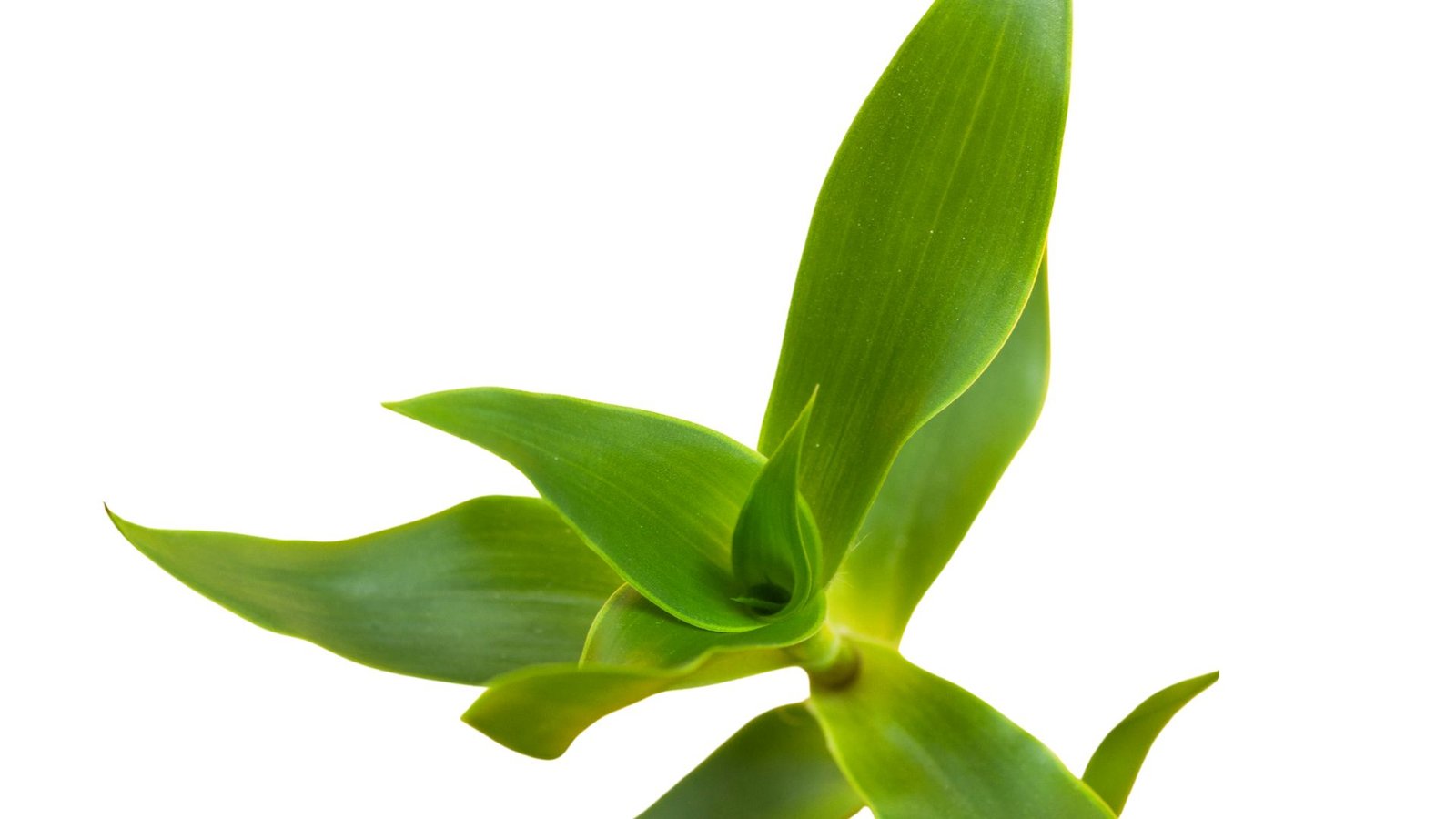 Auksinio ūso (kalizijos) augalas su ilgais ūgliais