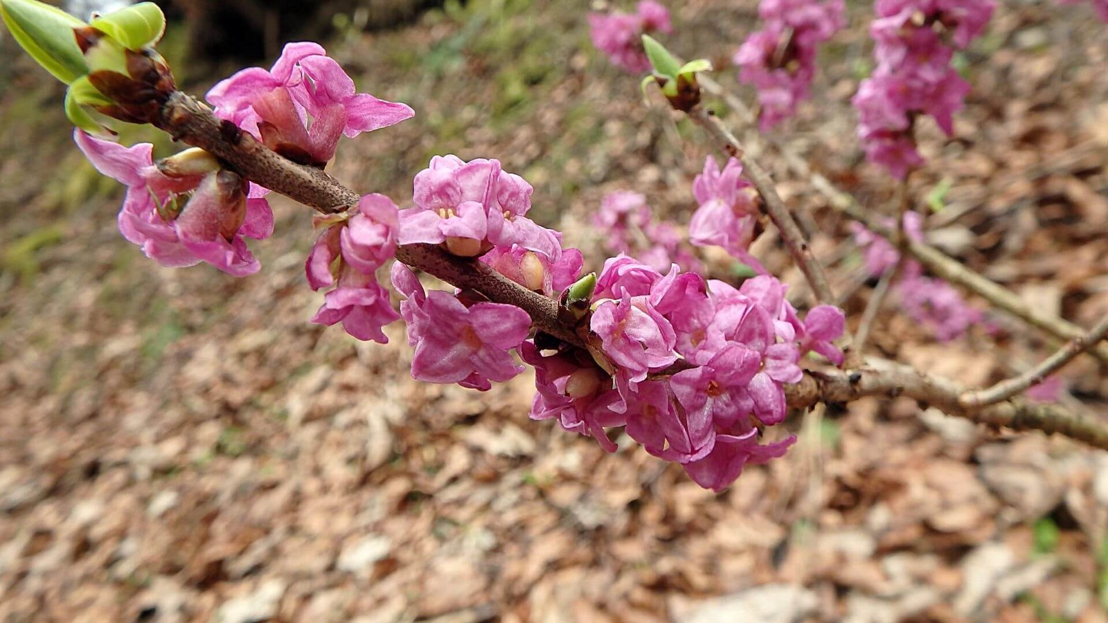 Rožiniai žalčialunkio žiedai ant plikos šakos pavasarį