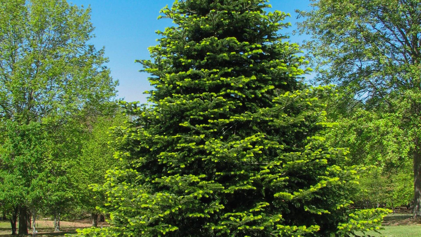 Taisyklingos formos, žalias normandinio kėnio medis