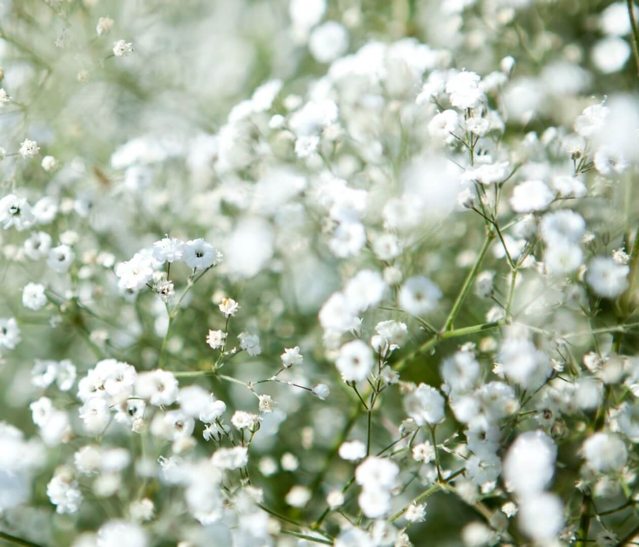 baltų gubojos žiedų