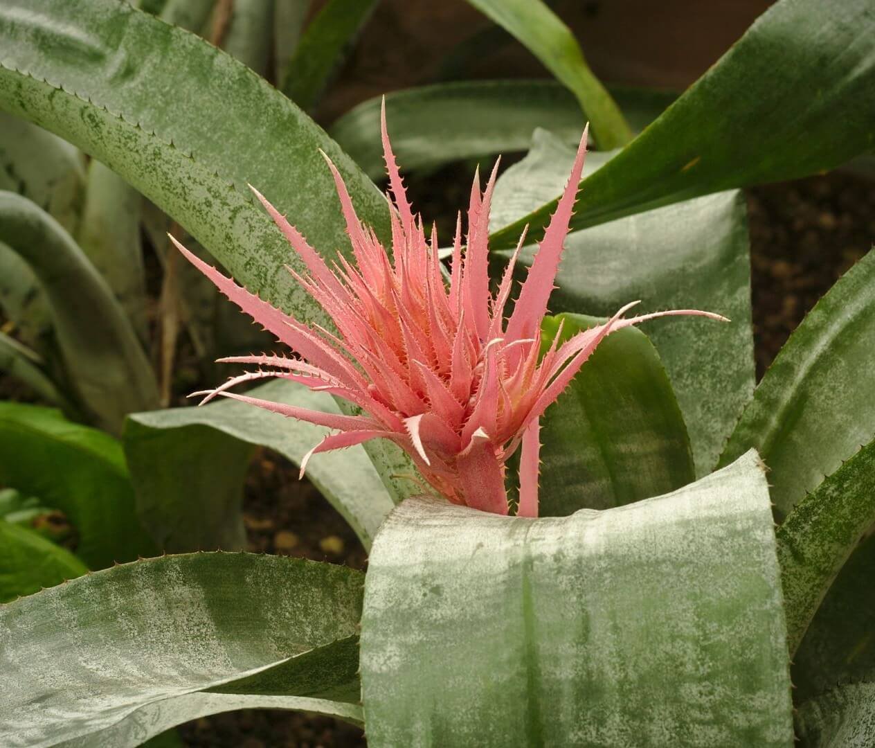 Rožinis, dygliuotas echmėjos žiedynas