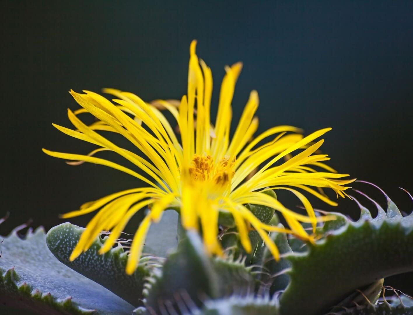 Ryškiai geltonas faukarijos žiedas