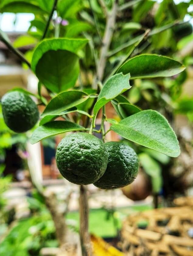 Dviskiaučiai Kaffir laimo lapai ir raukšlėtas vaisius