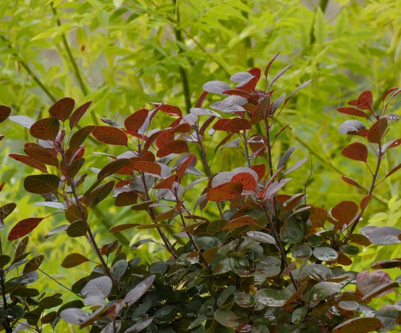 Baltos japoninės soforos žiedų kekės