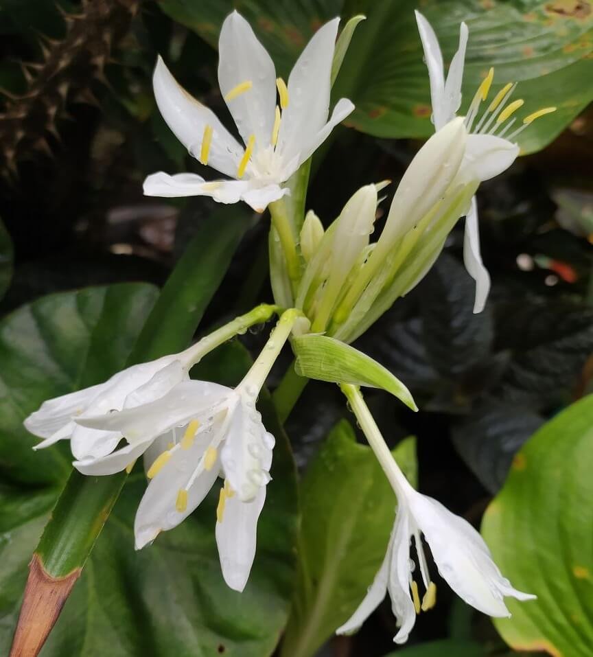 Balti, svyrantys euchario žiedai