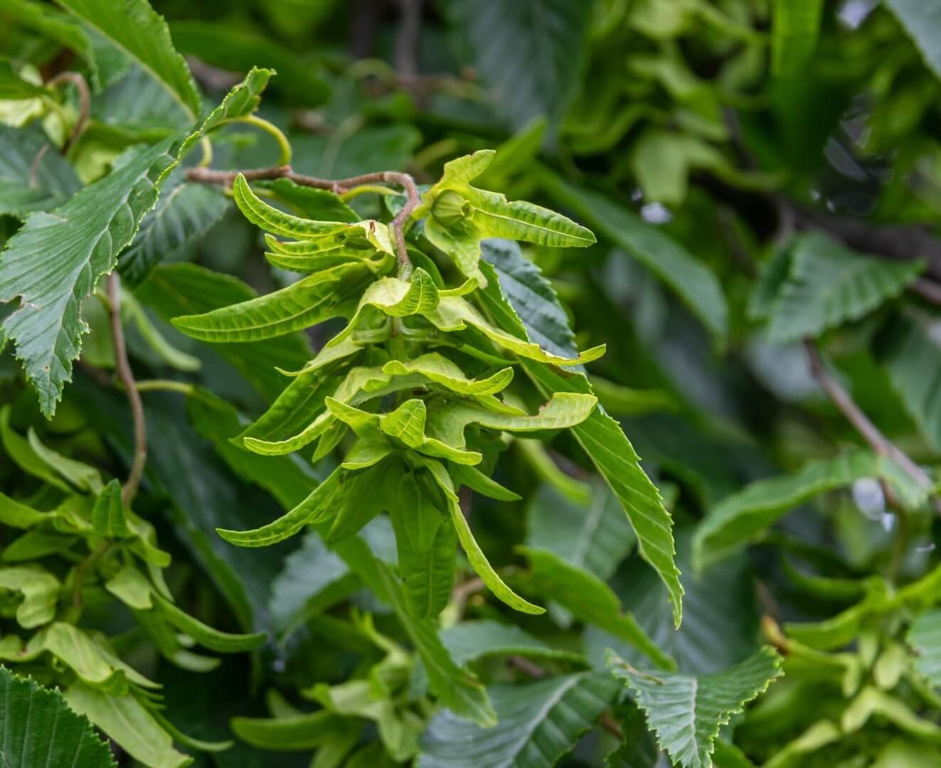 Karolininis skroblas (Carpinus caroliniana) lapai