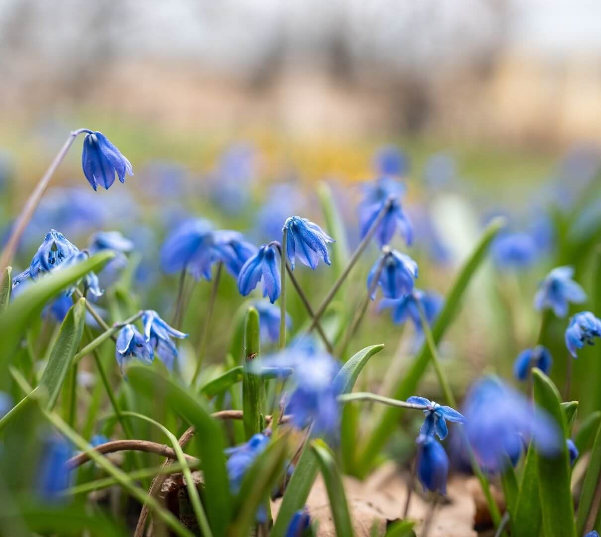 Ryškiai mėlyni sibirinės scylės žiedai