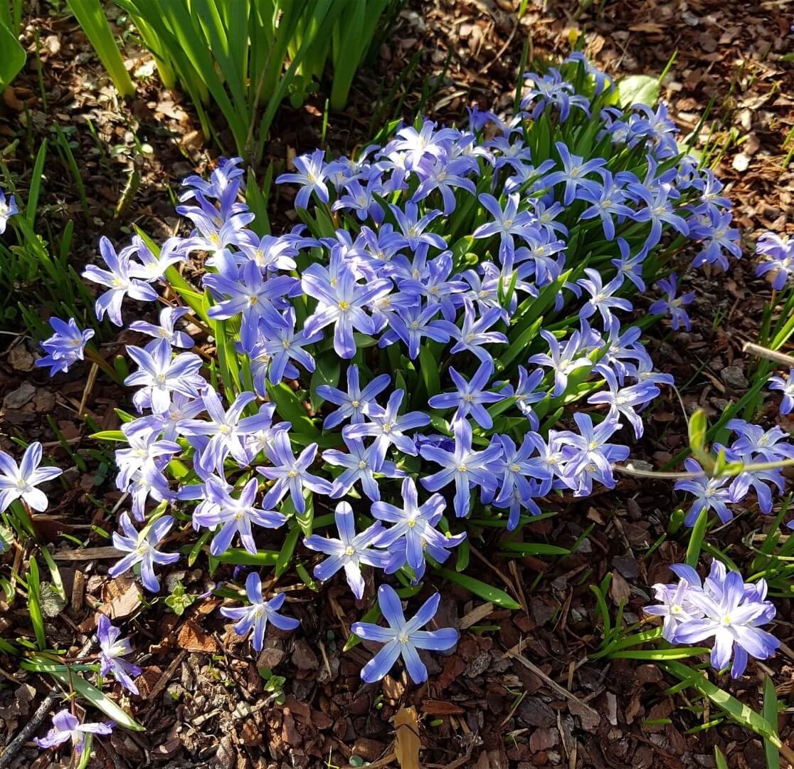 Mėlyni sniegdryžės žiedai su baltu centru
