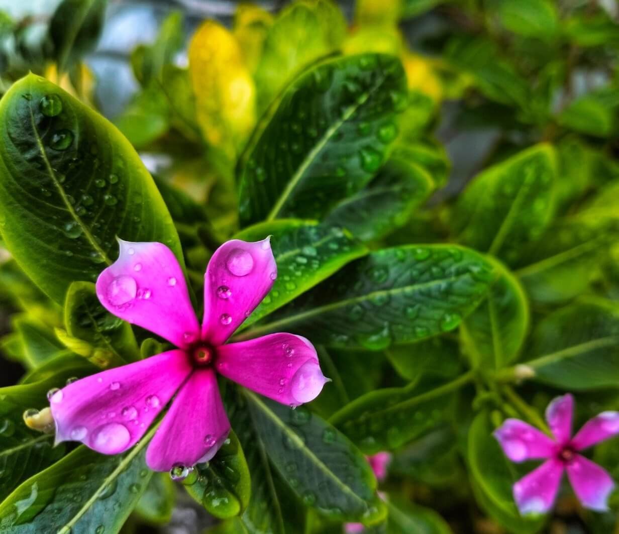 Rožiniai, penkialapiai kataranto žiedai