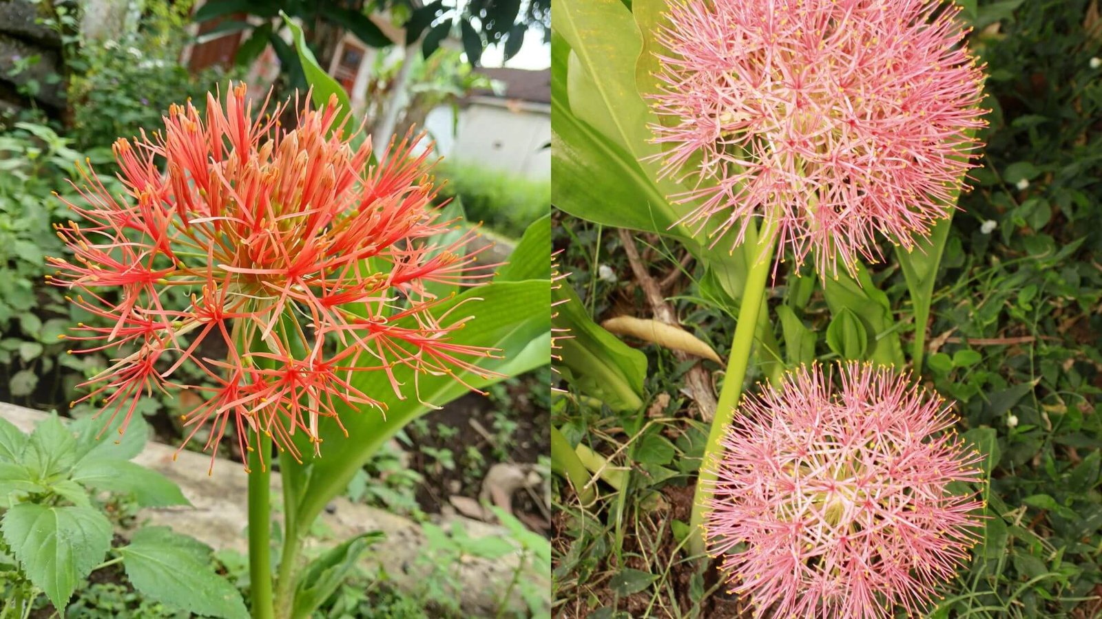 Didelis, apvalus, raudonas raudmino žiedynas