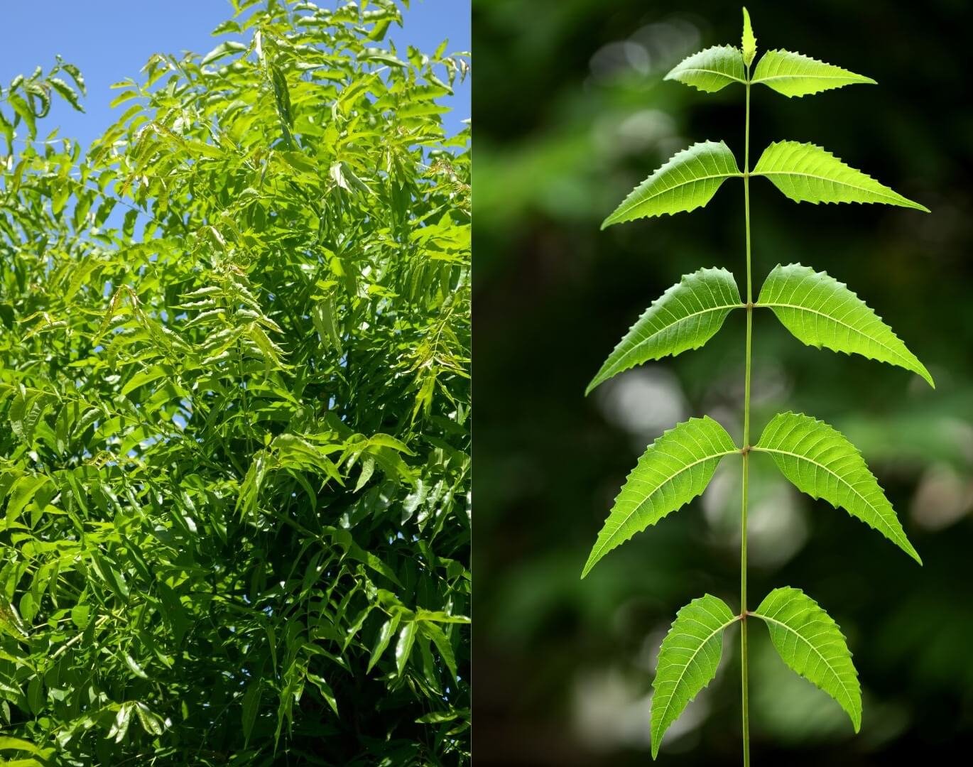 Žali, plunksniški indinio nimbamedžio lapai