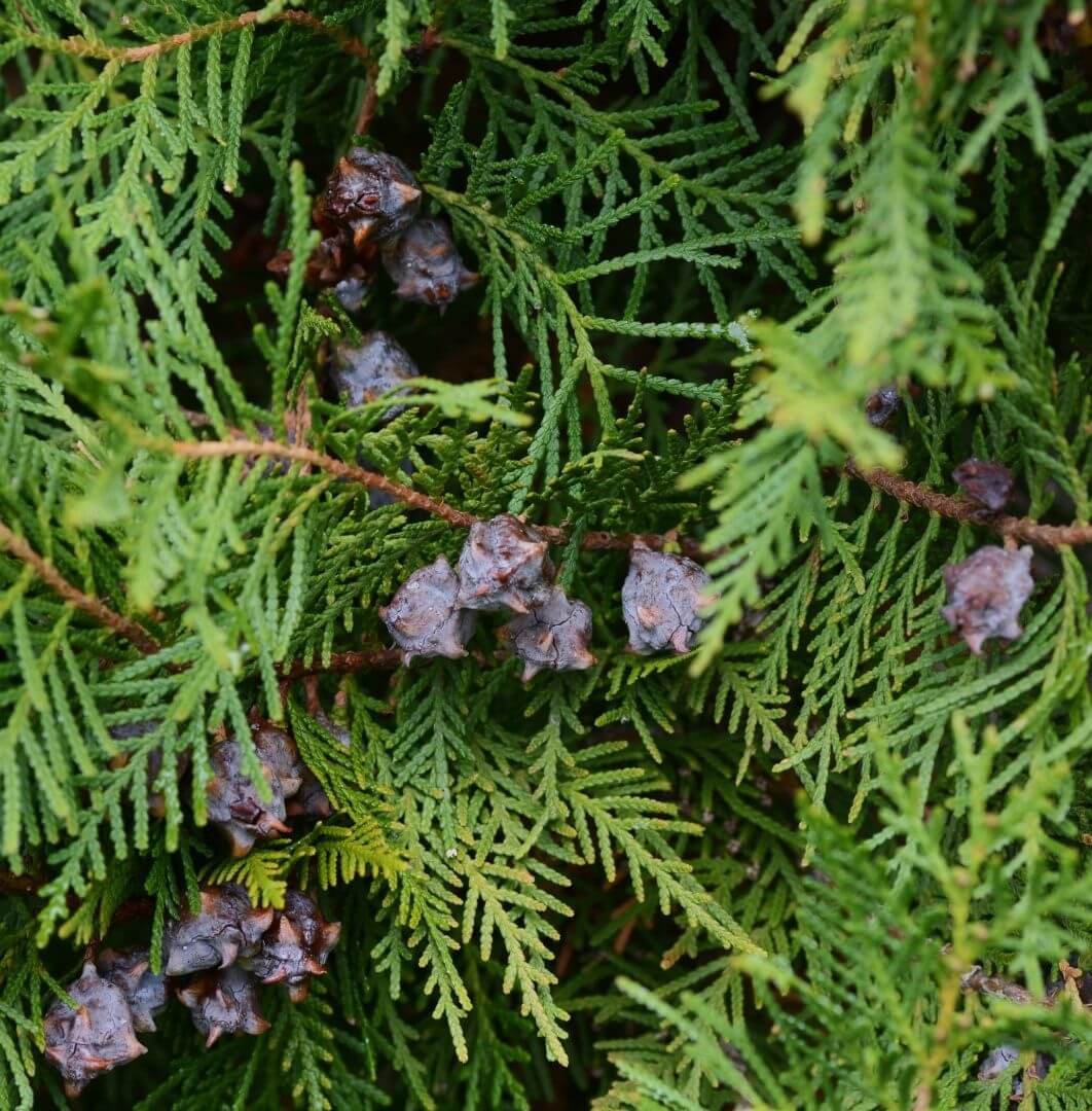 Plokščia tujenio šakelė, Kapoklinis tujenis (Thujopsis dolabrata)