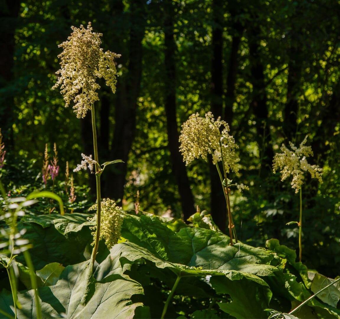 Didelis, apvalus, skydo formos astilbūnės lapas