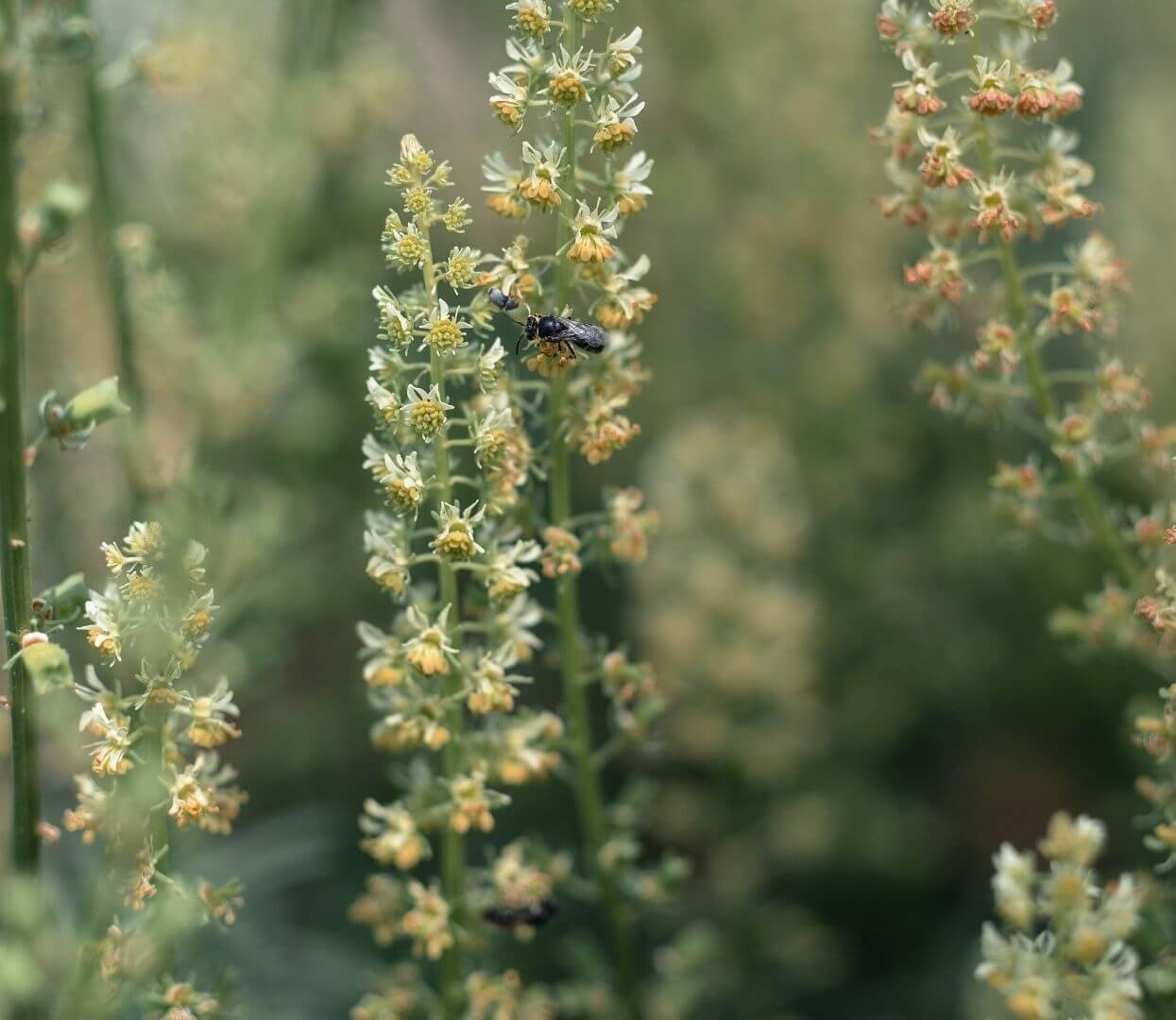 Neišvaizdūs, žalsvi razetos žiedai