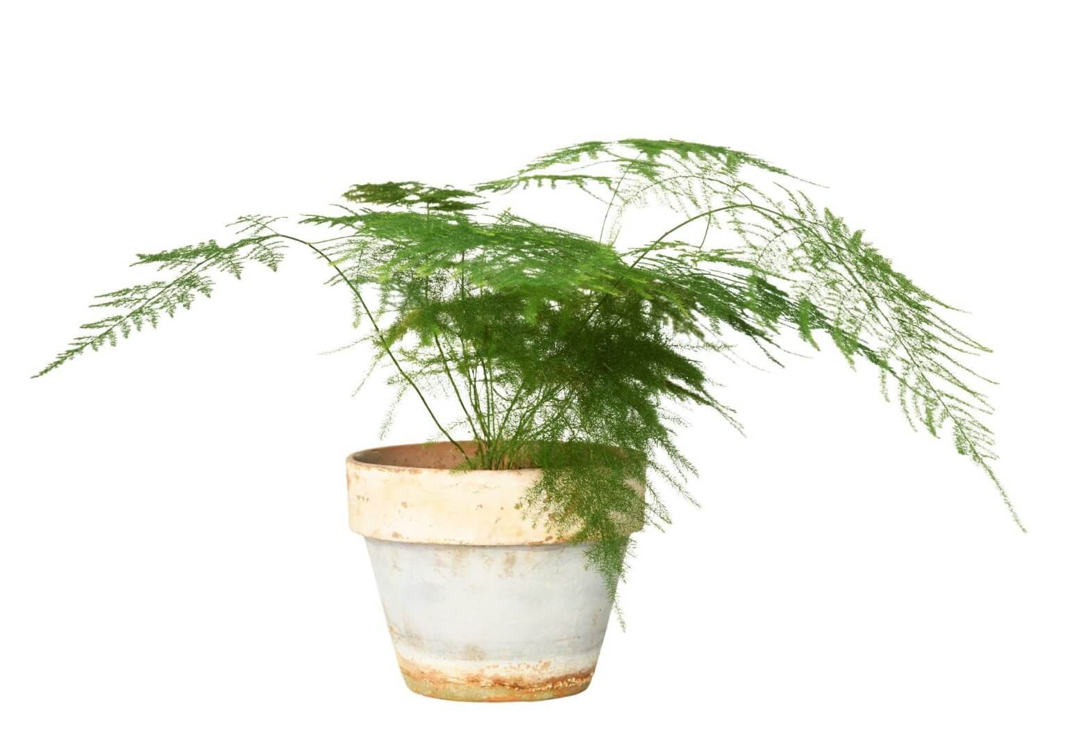 Grakšti, plunksniška smidro šakelė