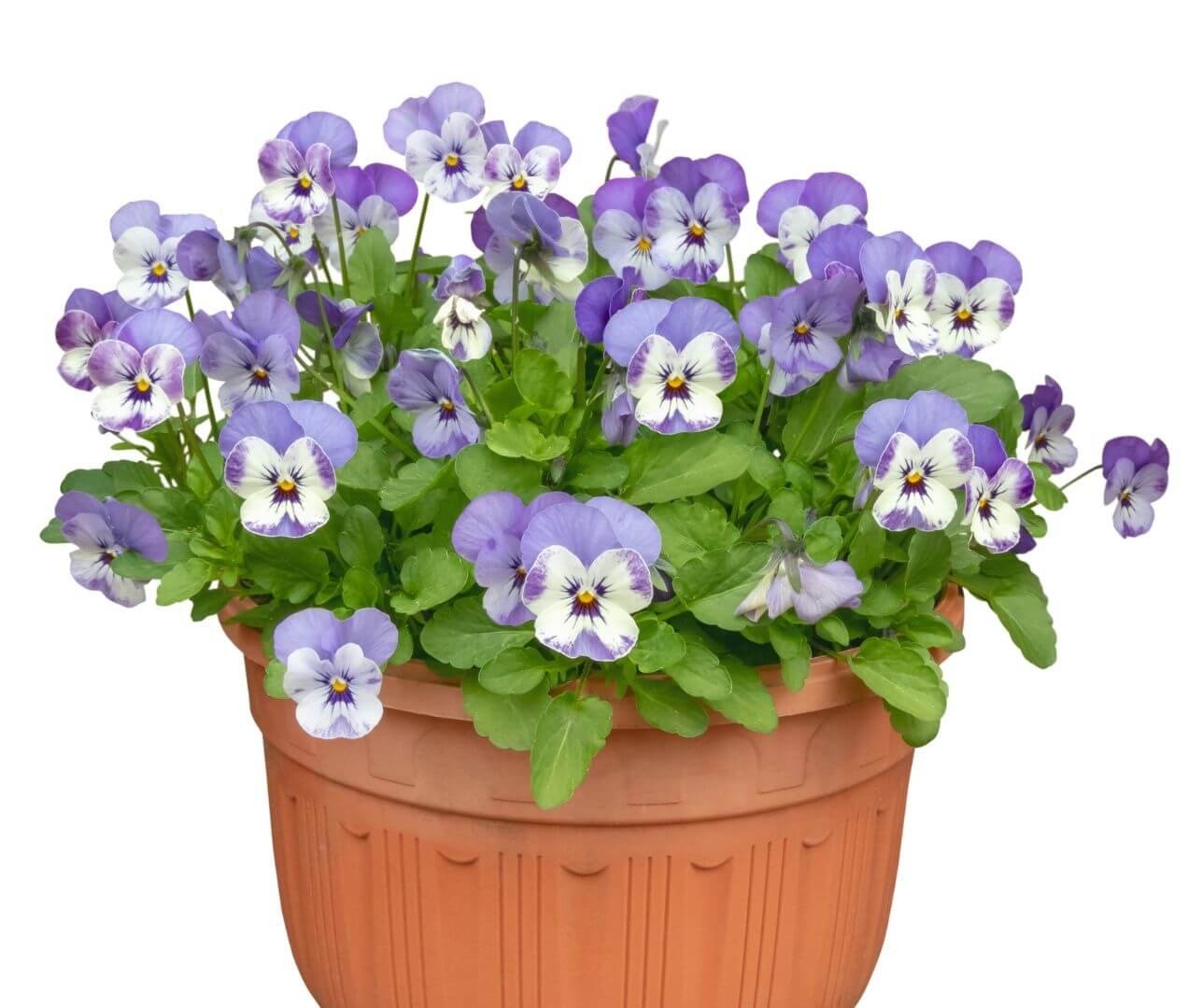 Darželinė našlaitė (Viola × wittrockiana) žiedai