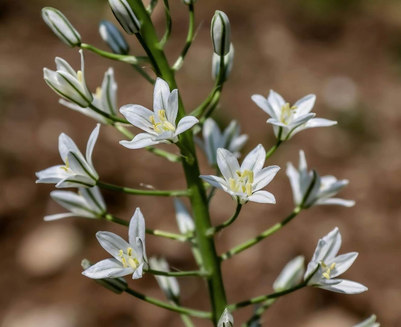 Balti, žvaigždės formos paukštpienės žiedai, Paukštpienė (Ornithogalum)