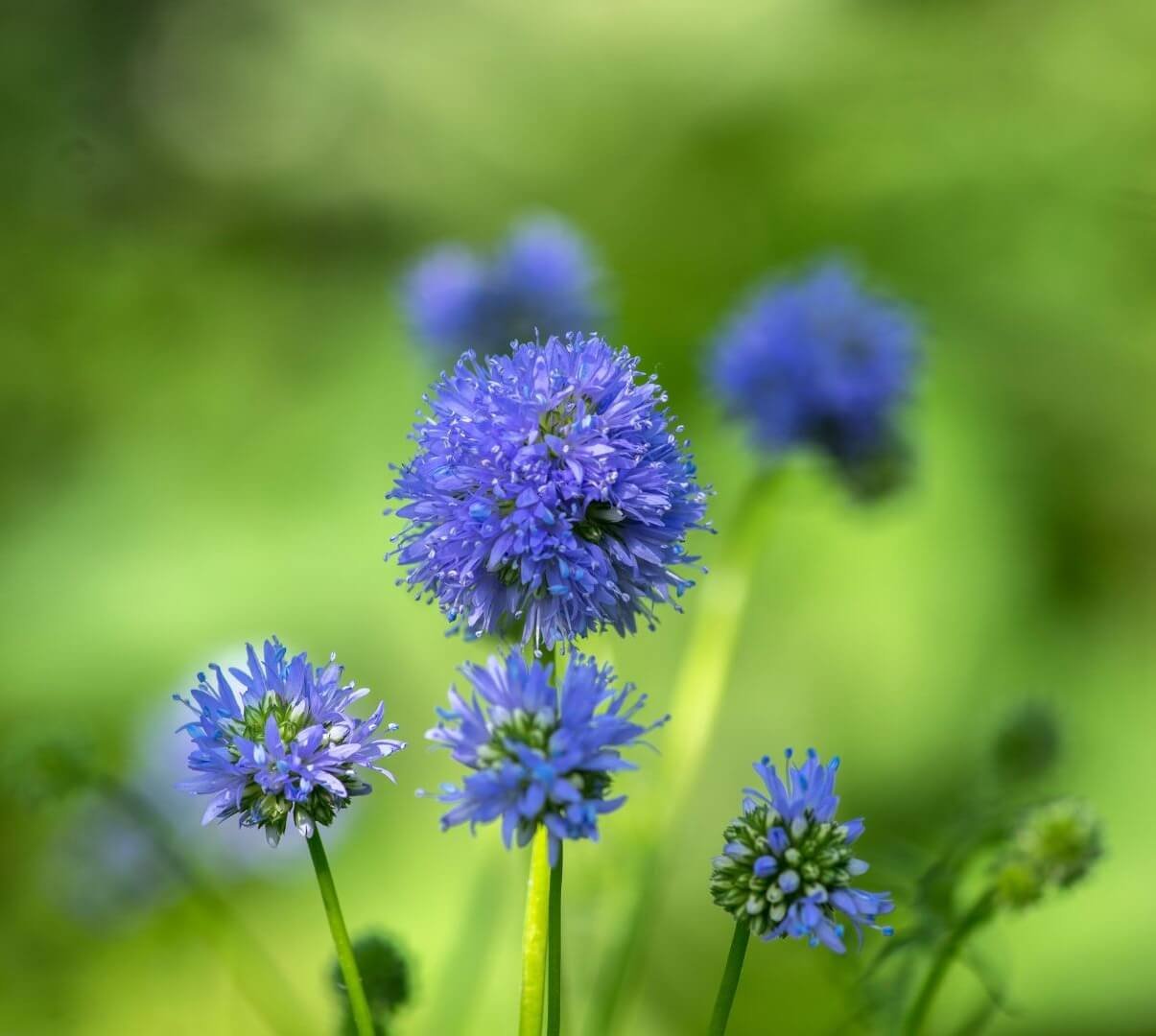 Mėlynas, rutulio formos gilijos žiedynas, Tankiažiedė gilija (Gilia capitata)