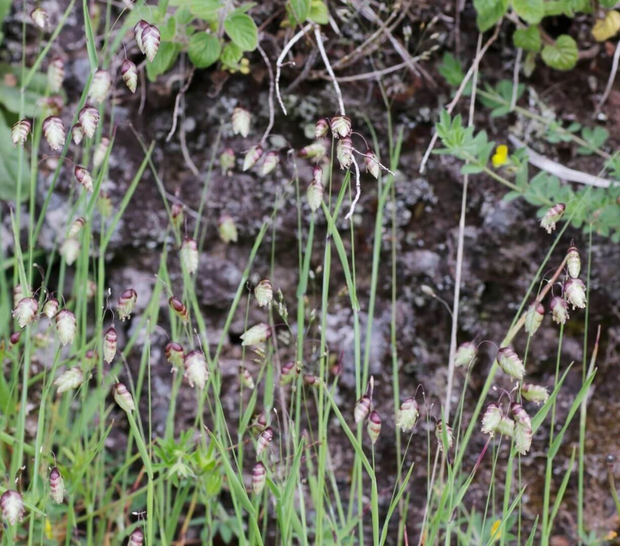 Širdies formos, virpančios kiškio ašarėlių varpos