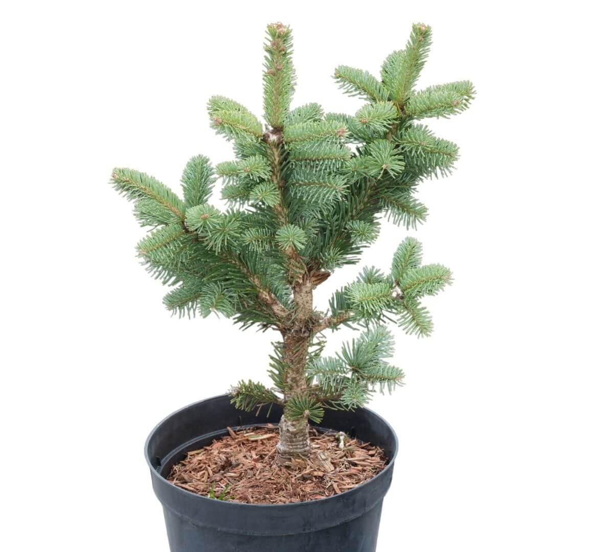 Tankus, sidabriškai melsvas kėnio 'Compacta' medelis