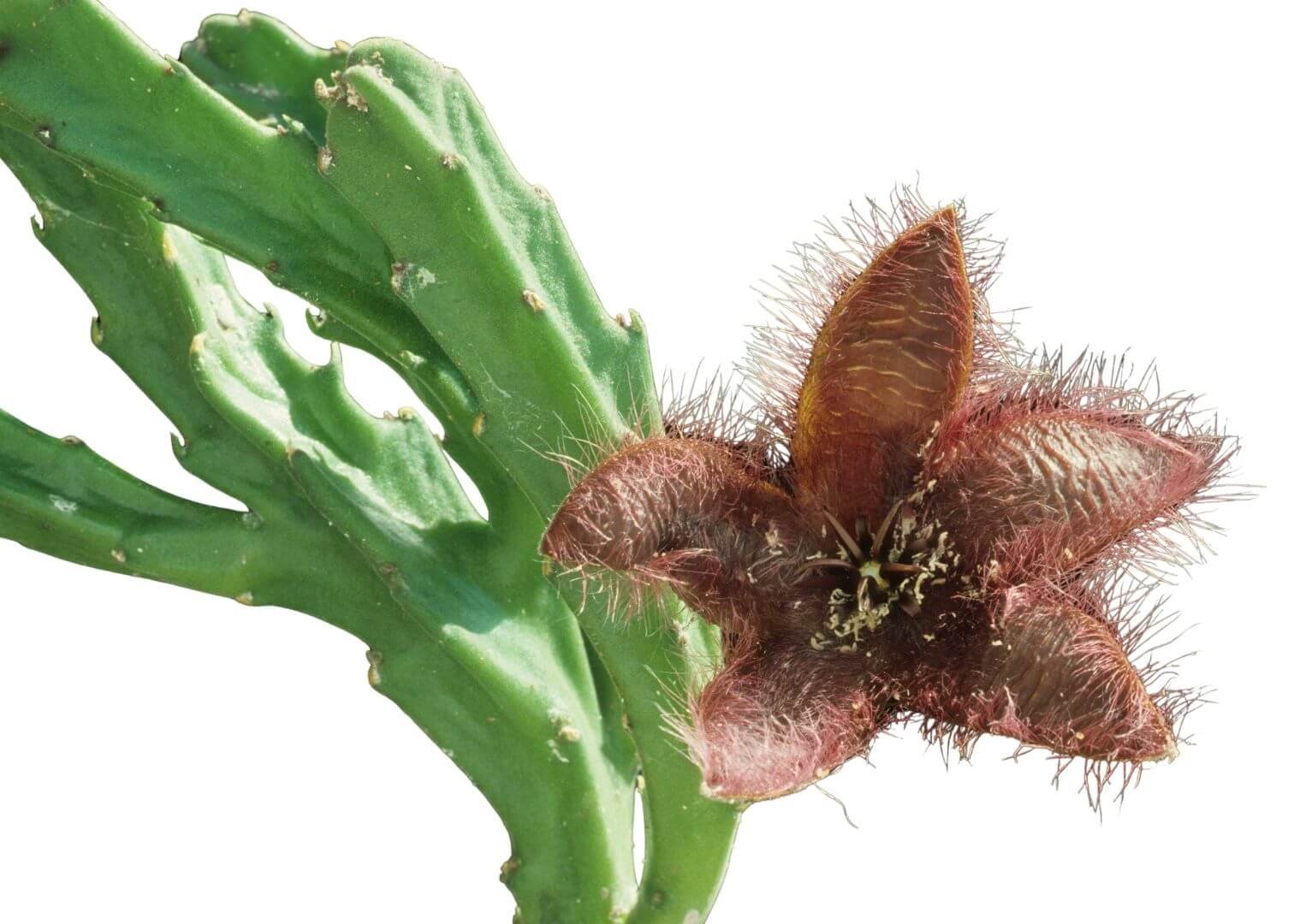 Didelis, žvaigždės formos, margas stapelijos žiedas