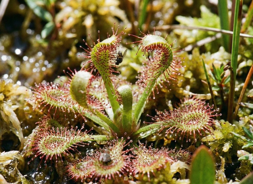 Saulašarės lapas su lipniais lašeliais