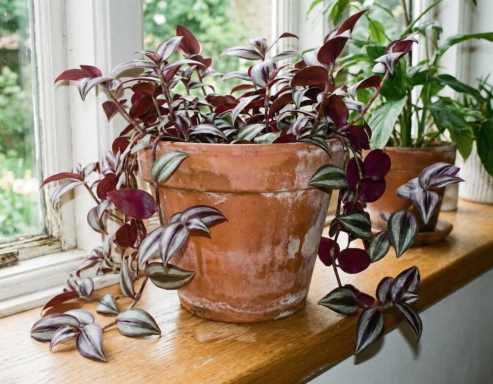 Dryžuoti, sidabro ir purpurinės spalvos zebrinės tradeskantės lapai