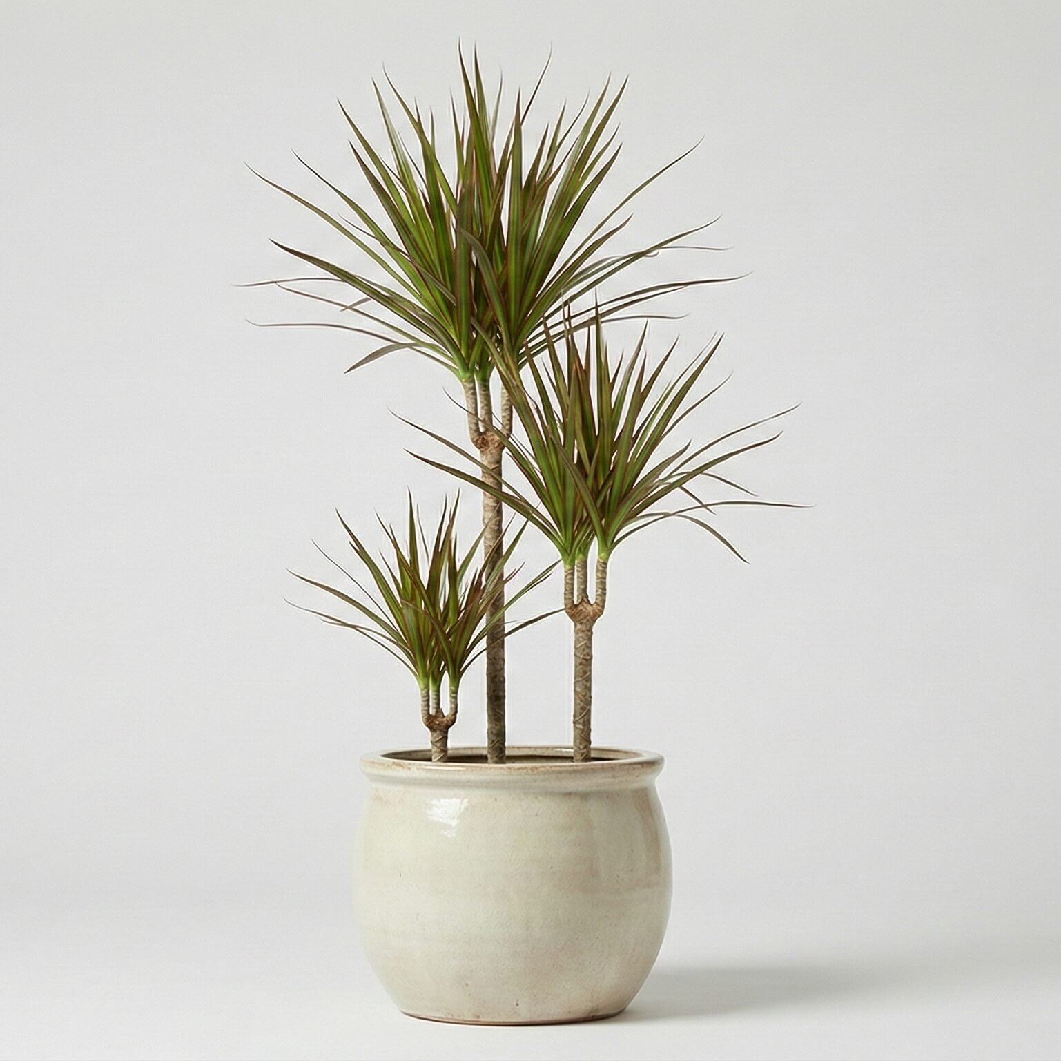 Jaunas drakono medis su kardo formos lapais