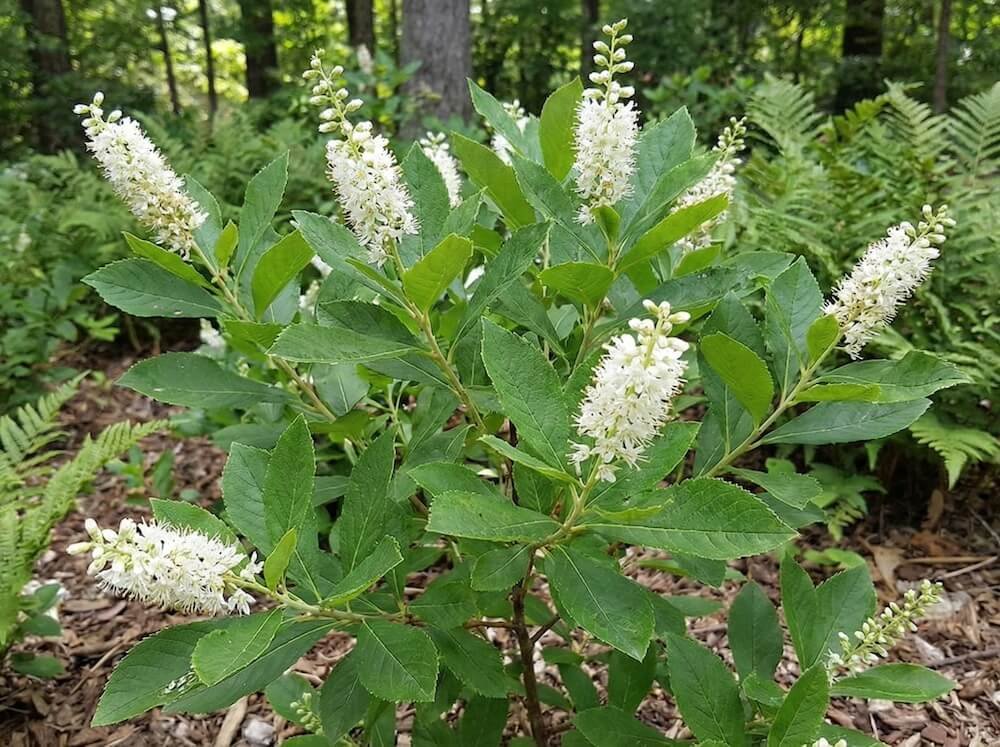 Balti, kvepiantys alksnočio žiedai