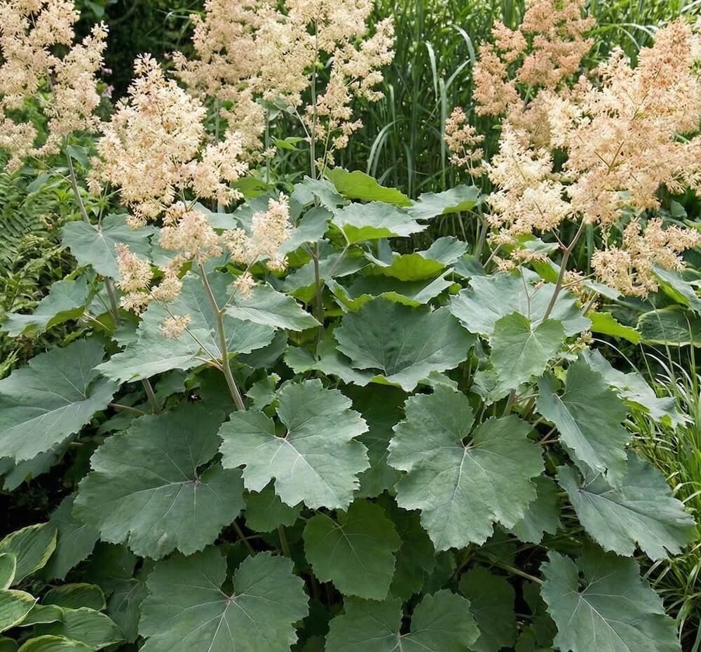 Aukšta maklėja su dideliais lapais ir žiedynais