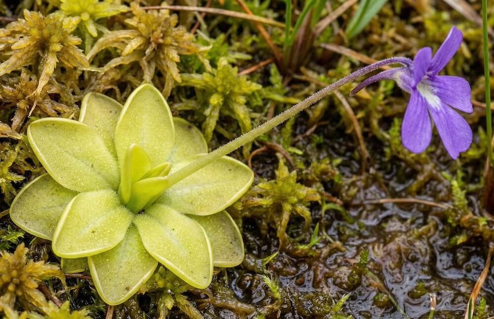 Violetinis paprastosios tuklės žiedas