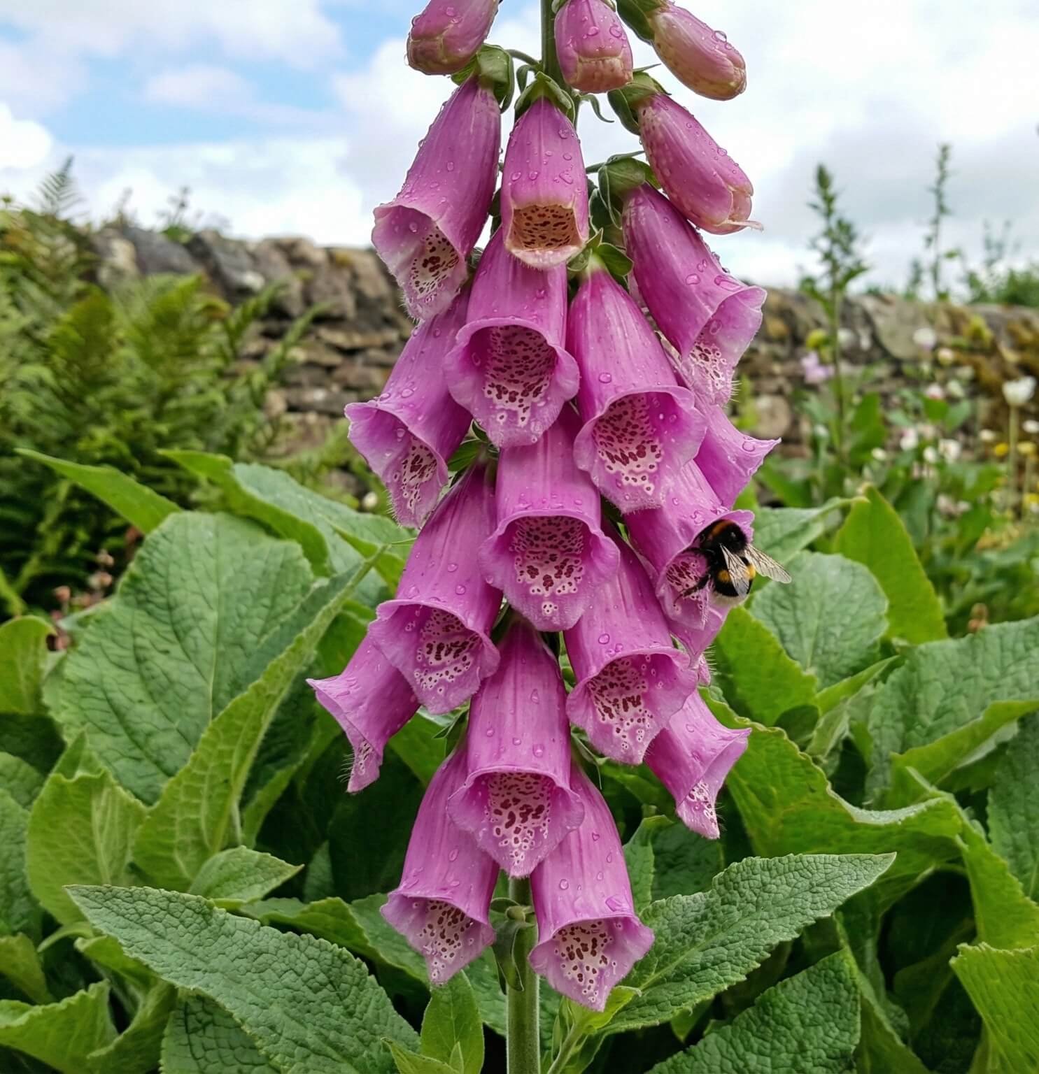 Aukštas stiebas su purpuriniais, taškuotais rusmenės žiedais