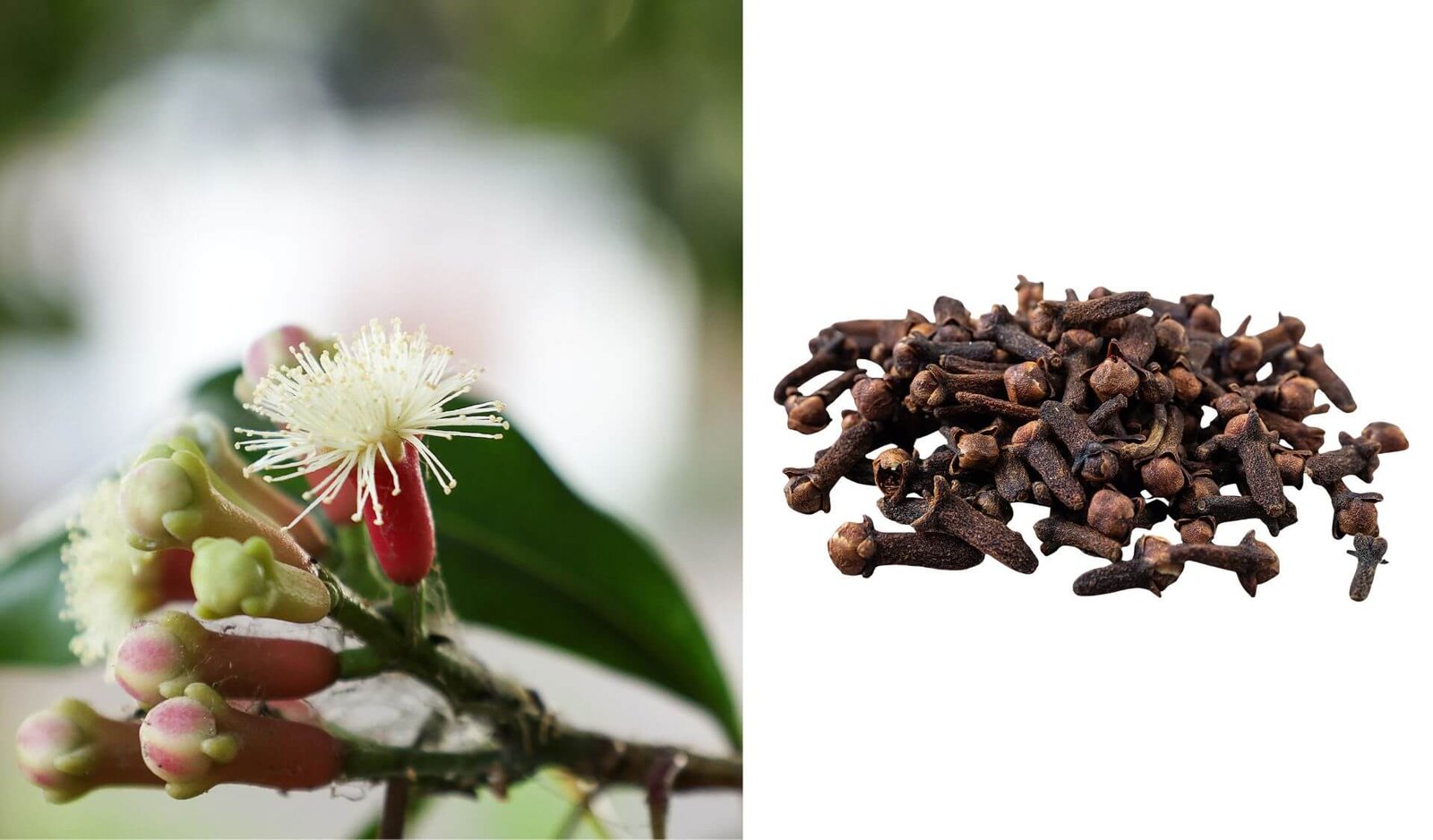 Raudoni gvazdikmedžio pumpurai ant šakos