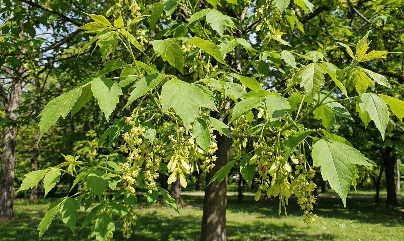 Sudėtiniai uosialapio klevo lapai