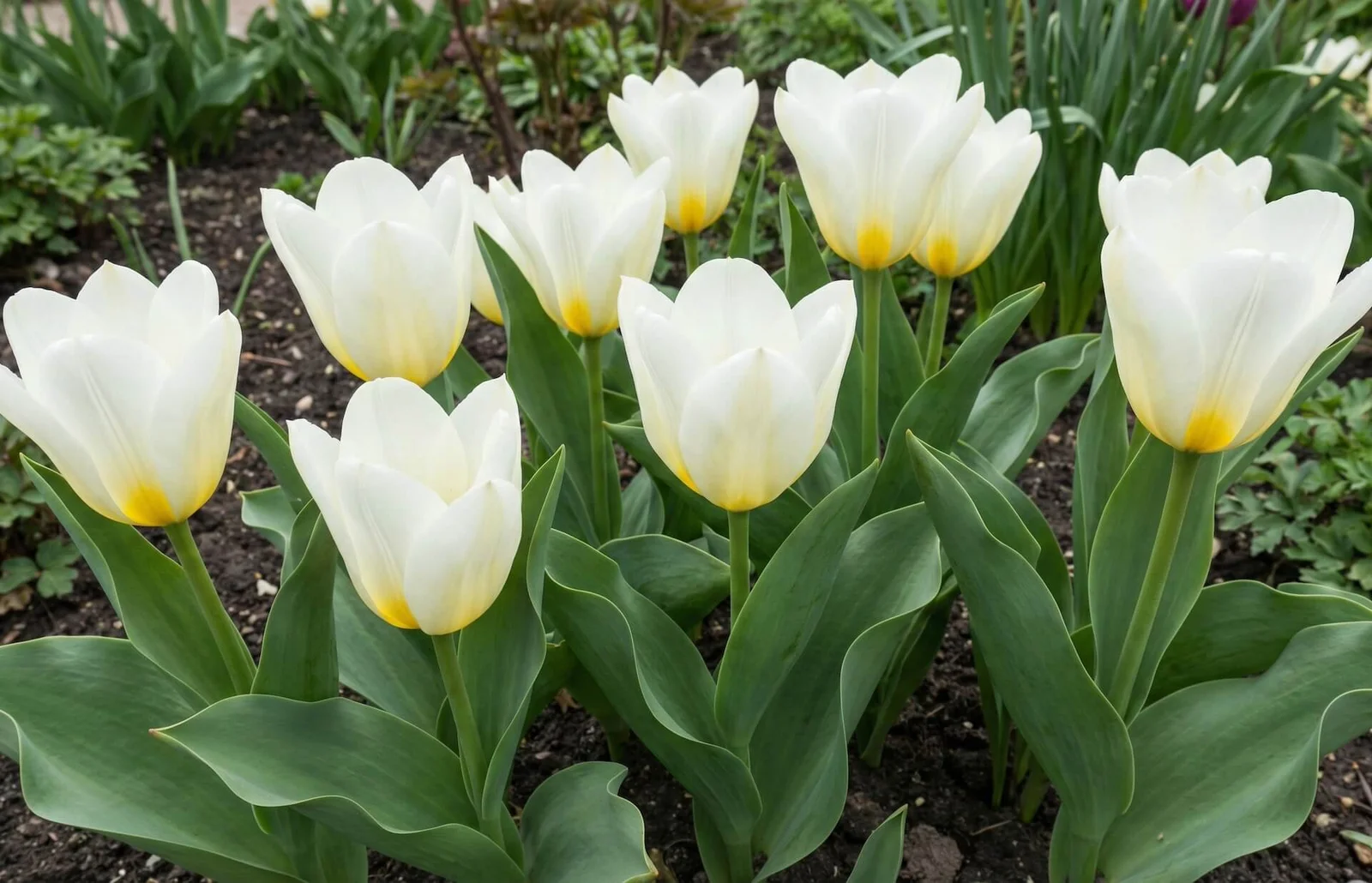 Didelis, baltas tulpės 'Purissima' žiedas