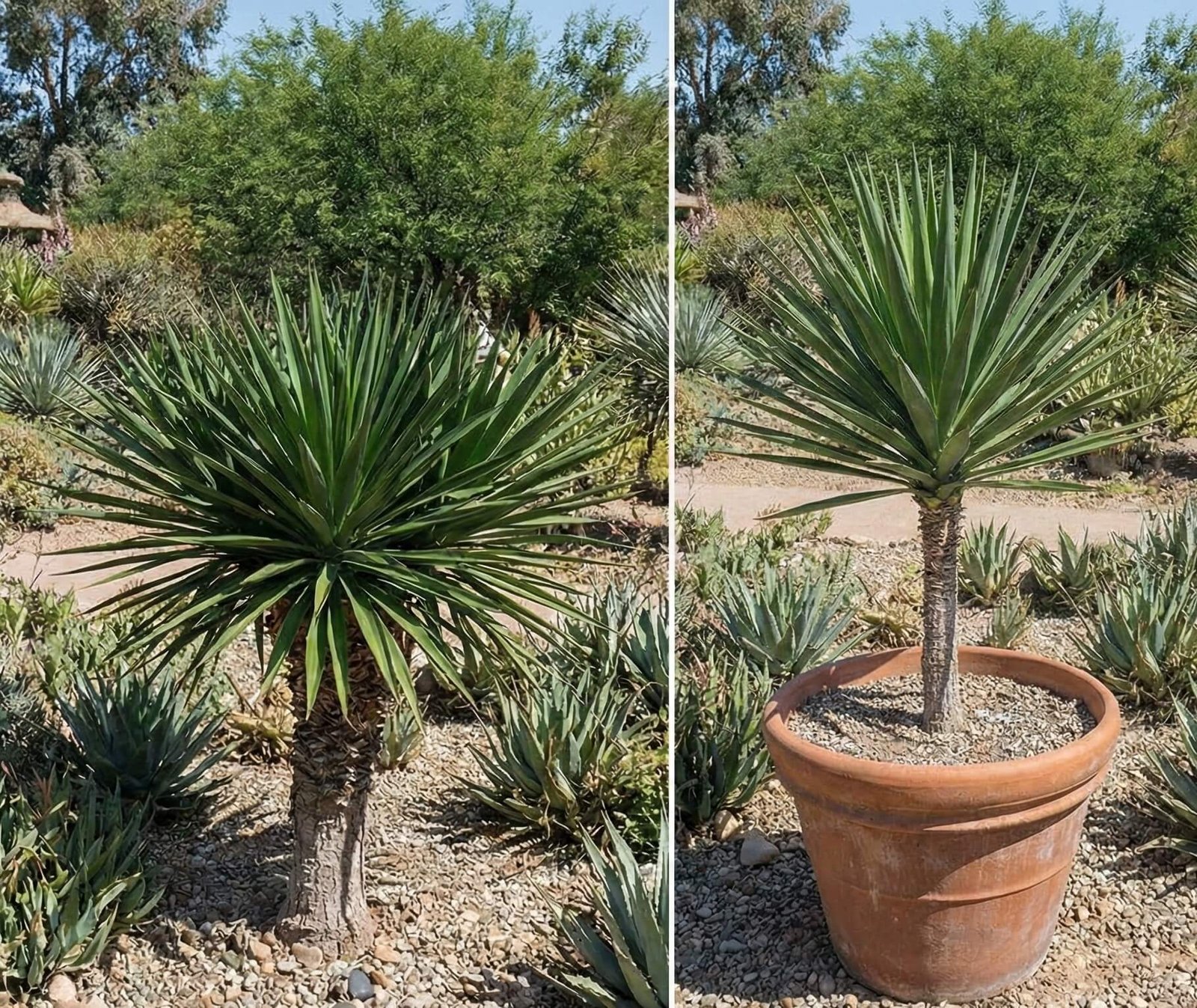 Aukšta dramblinė juka su storais kamienais