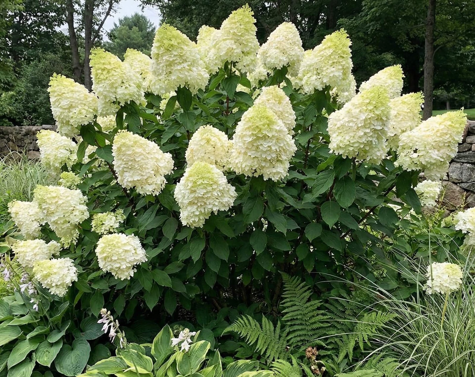 Didelis, tankus, baltas hortenzijos 'Polar Bear' žiedynas
