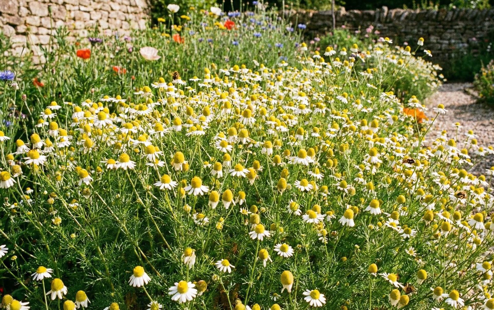 Vaistinė ramunė (Matricaria recutita)